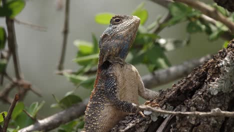 lagarto de árbol de agama de garganta azul posado de fotograma completo en rama diagonal