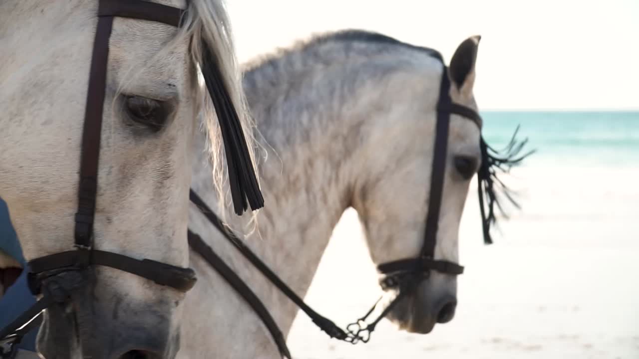 primer plano de dos caballos blancos galopando obedientemente uno al lado del otro en una playa con olas marinas acercándose en el fondo, movimiento de seguimiento de vista lateral cinematográfica