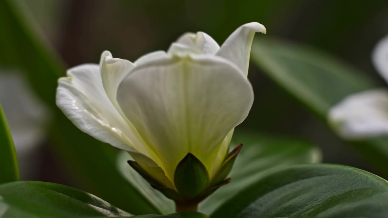 Nærbillede af en hvid blomsterknop, der åbner sig blandt blanke grønne blade, med en blødt sløret havebaggrund og blidt naturligt lys. Hovedmotivet er indrammet.