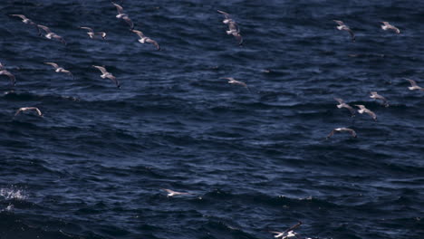 Una-Bandada-De-Aves-Oceánicas-Volando-Cerca-De-Una-Superficie-Oceánica-Lavada-En-Cámara-Lenta