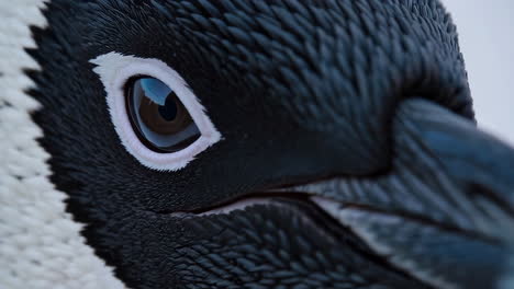 close-up of a penguin's eye and face