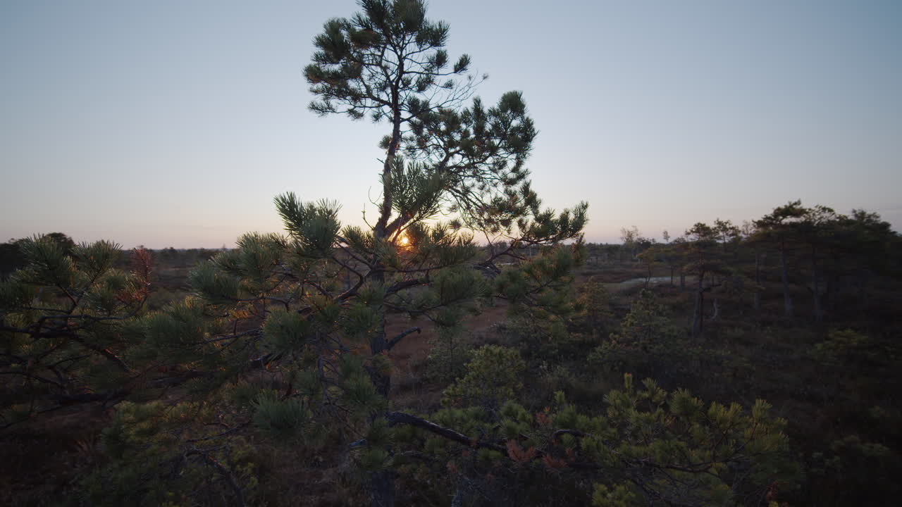 Moving shot of pine top at sunrise.