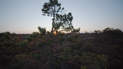 moving shot of pine top at sunrise.