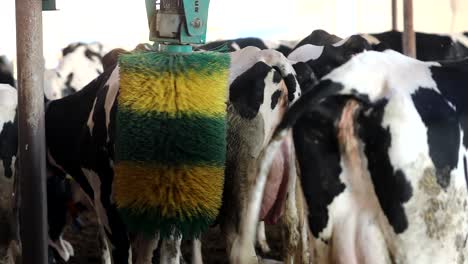 images of bushes and cows returning to the barn