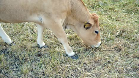 ternero de ganado lechero comiendo hierba seca en el pasto
