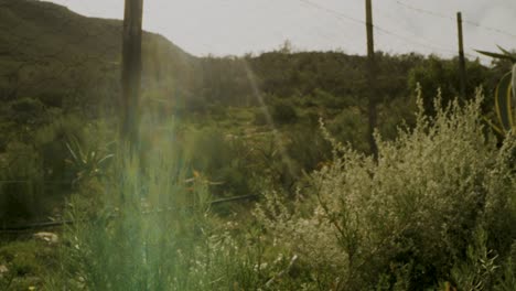 Jardín-En-Las-Plantas-De-Karoo-Que-Se-Mecen-Suavemente-Con-La-Brisa,-Enfoque-Lento,-Tiro-De-La-Llamarada-Bokeh-4k