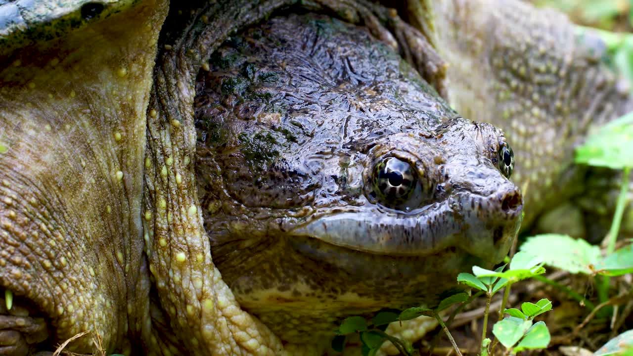Static closeup video of a Common Snapping Turtle Chelydra serpentina face. The snaping turtle is breathing and mostly motionless.