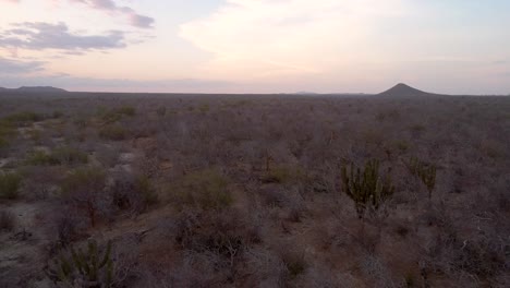 Aerial-Landscape-Shot-of-the-Dry-Flora-Desert-Vegetation-of-Cabo-San-Lucas,-Mexico,-a-Vacation-Destination