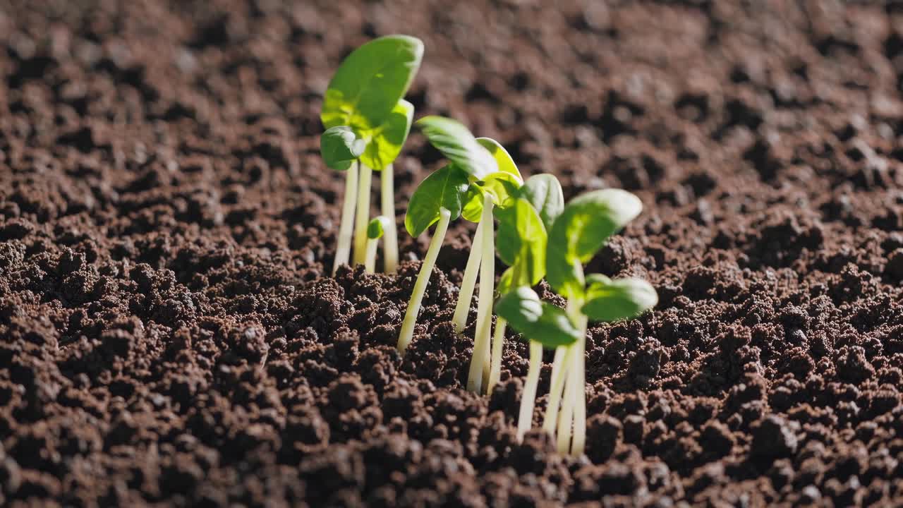 Primo piano, angolazione dal basso di un terreno ricco e strutturato, per catturare i dettagli della terra