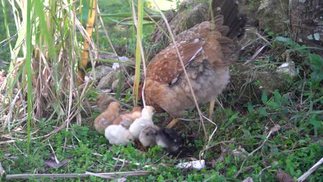 Mother-hen-chicken,-chicks-scratch-and-peck-for-food-on-farm-or-ranch