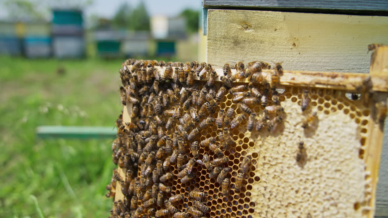 Frame of honey left at the bee hive. Brood of bees rambling over the frame. Close up. Blurred background.