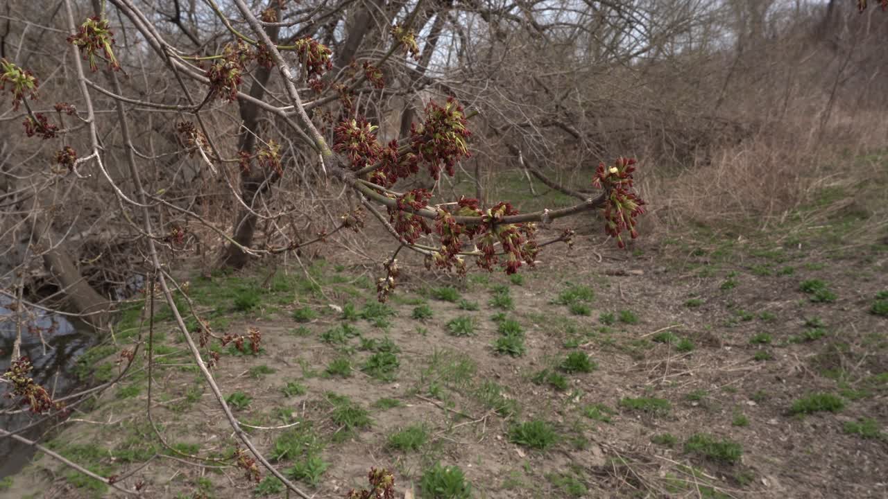 You can see a few buds in a close-up view on the branches of a tree and many leafless trees in early spring. On the ground, vegetation is just starting to emerge.