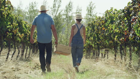 grape harvest in a vineyard