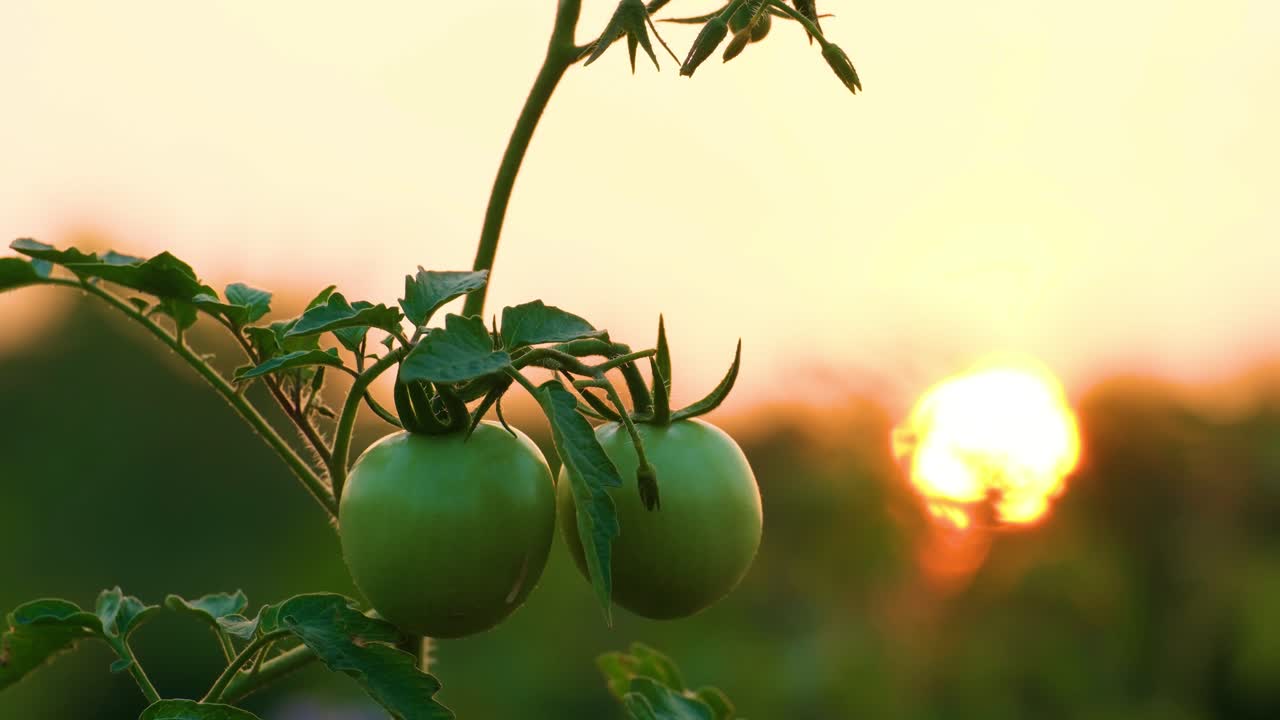 포도나무 에 초록색 토마토 가 있는 울창 한 초록색  ⁇  에서 일몰 에 토마토 식물