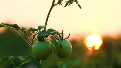 a tomato plant at sunset in a lush green field with green tomatoes on the vine