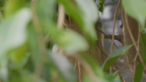 ring-tailed-lemur-amidst-green-tree-branches