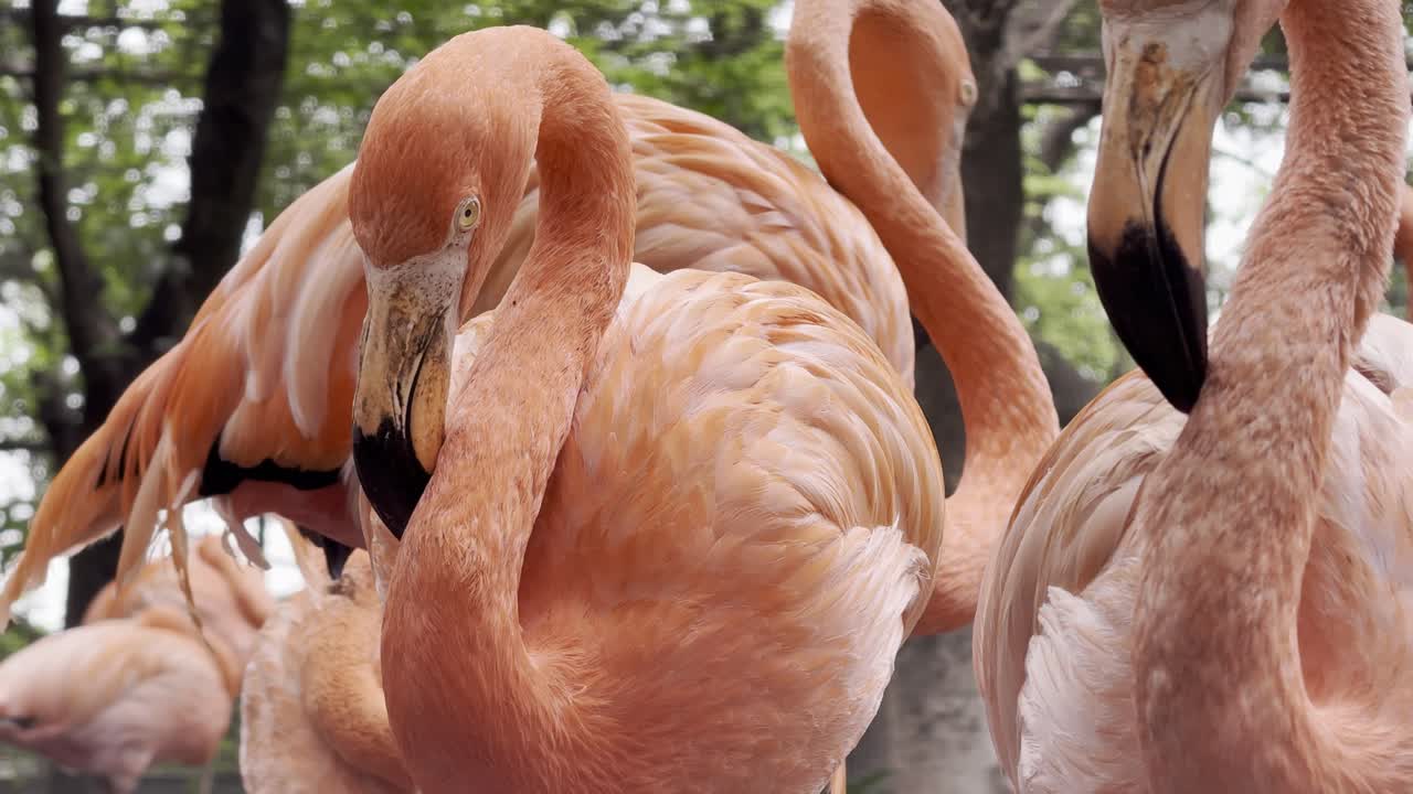 the group of American_Flamingo birds