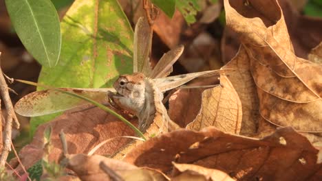 Lizard-eating-mantis-.insect-