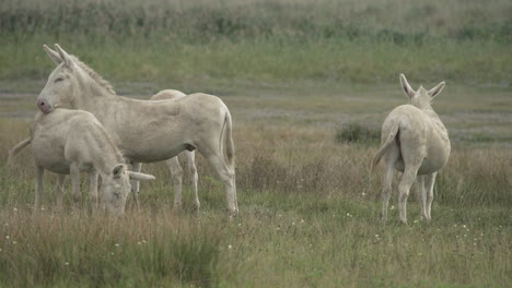 a group of white donkeys