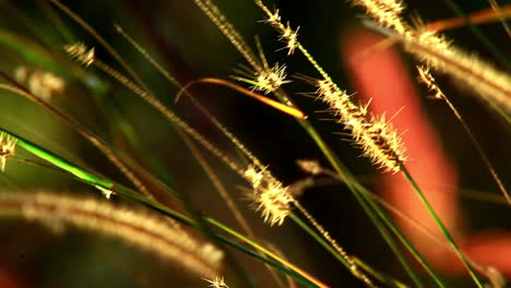 hierba de caña que sopla en el viento e iluminada por el sol en la sabana brasileña o cerrado - cierre aislado