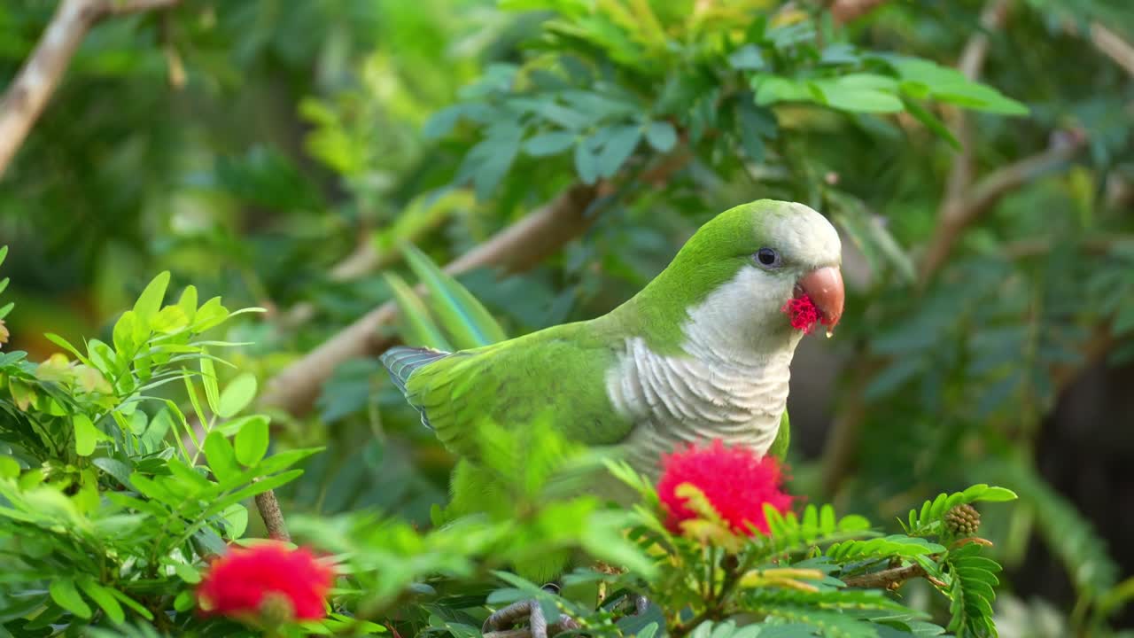 Primo piano di un parrocchetto monaco selvatico (Myiopsitta monachus) che si nutre di un fiore di Calliandra rosso