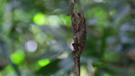 Seen-from-a-distance-with-a-lovely-green-and-light-forest-bokeh,-Scale-bellied-Tree-Lizard-Acanthosaura-lepidogaster,-Thailand