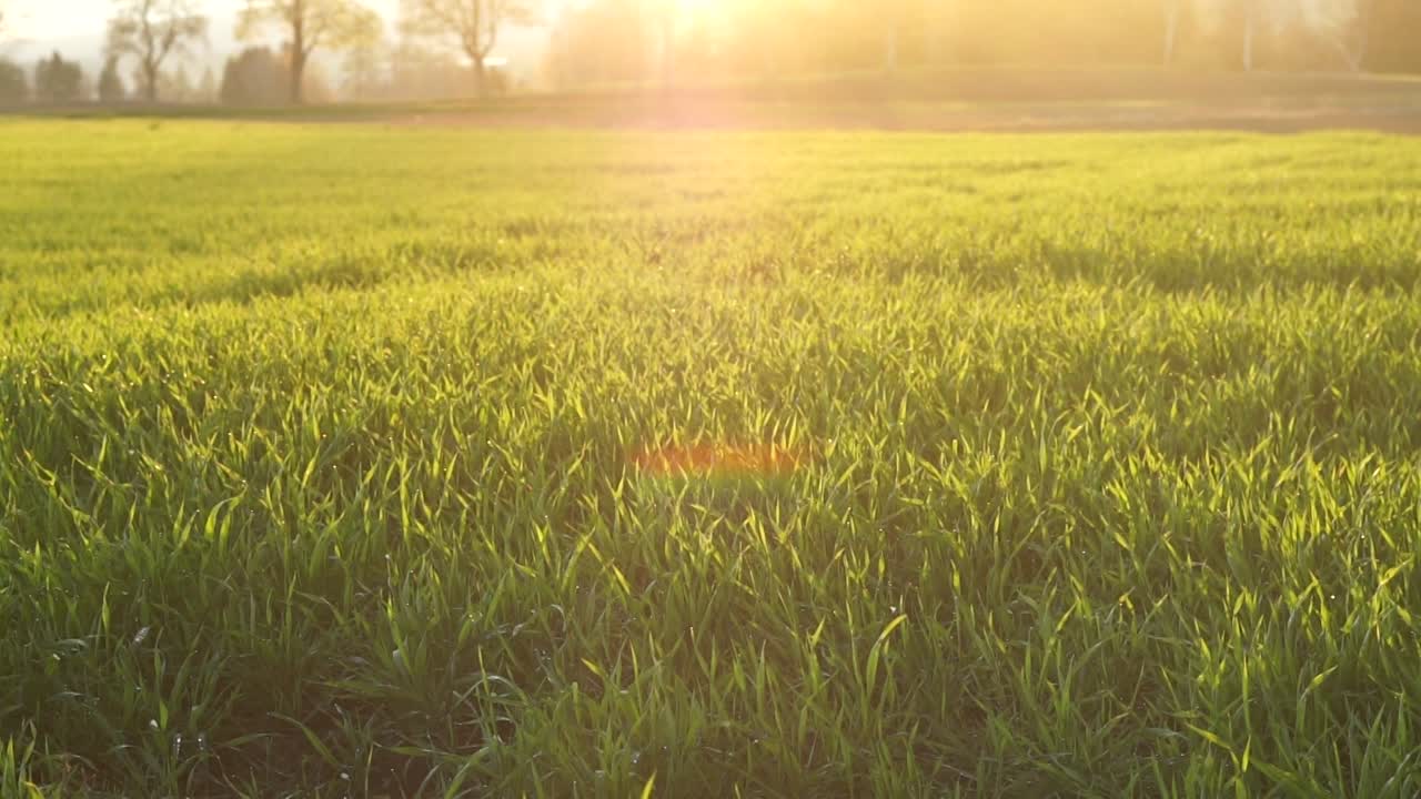 해가 지는 들판에서