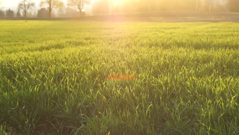 field in sunset