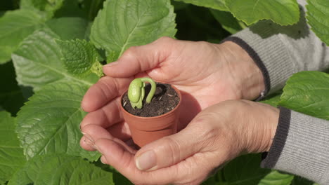 mujer sosteniendo semillas de frijol, concepto de agricultura agrícola, cuidado del jardín, cultivo de brotes