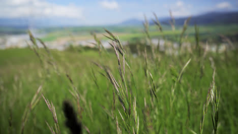 wild grasses in the scenic grassland of a rural landscape. defocused