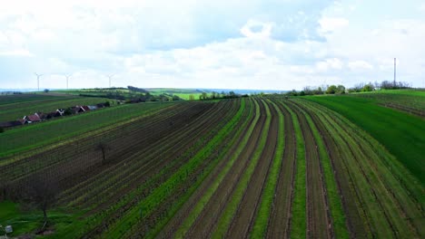 Fresh-Greenery-Vineyards-At-Wine-Cellar-In-The-Weinviertel,-Lower-Austria