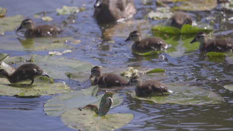 flock of baby wood ducklings swimming and walking over lily pads