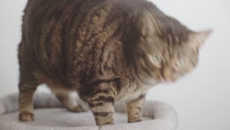 Close-Up-Of-An-Adorable-Tabby-Cat-On-Its-Cat-Bed---studio-shot