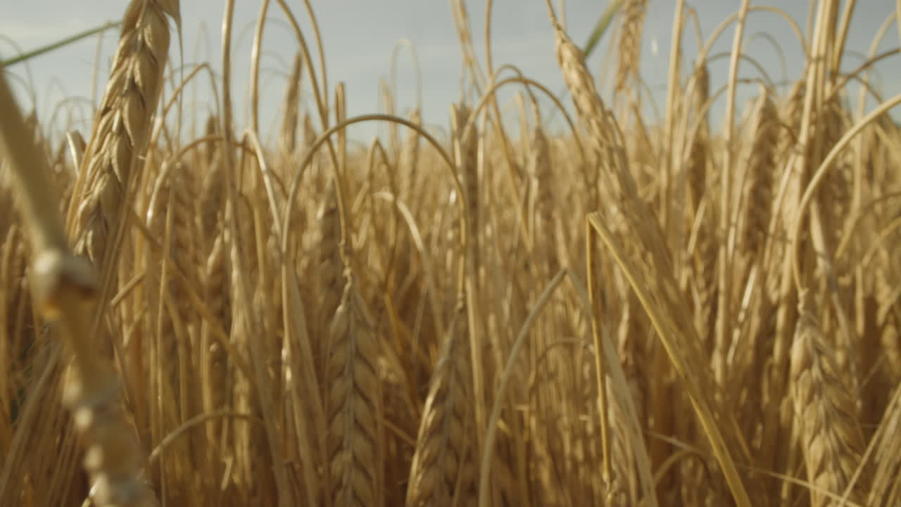 Macro shot of a camera moving into a ripe barley field