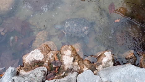 Gefrorene-Schildkröte-Im-Eissee.-Traurige-Katastrophe