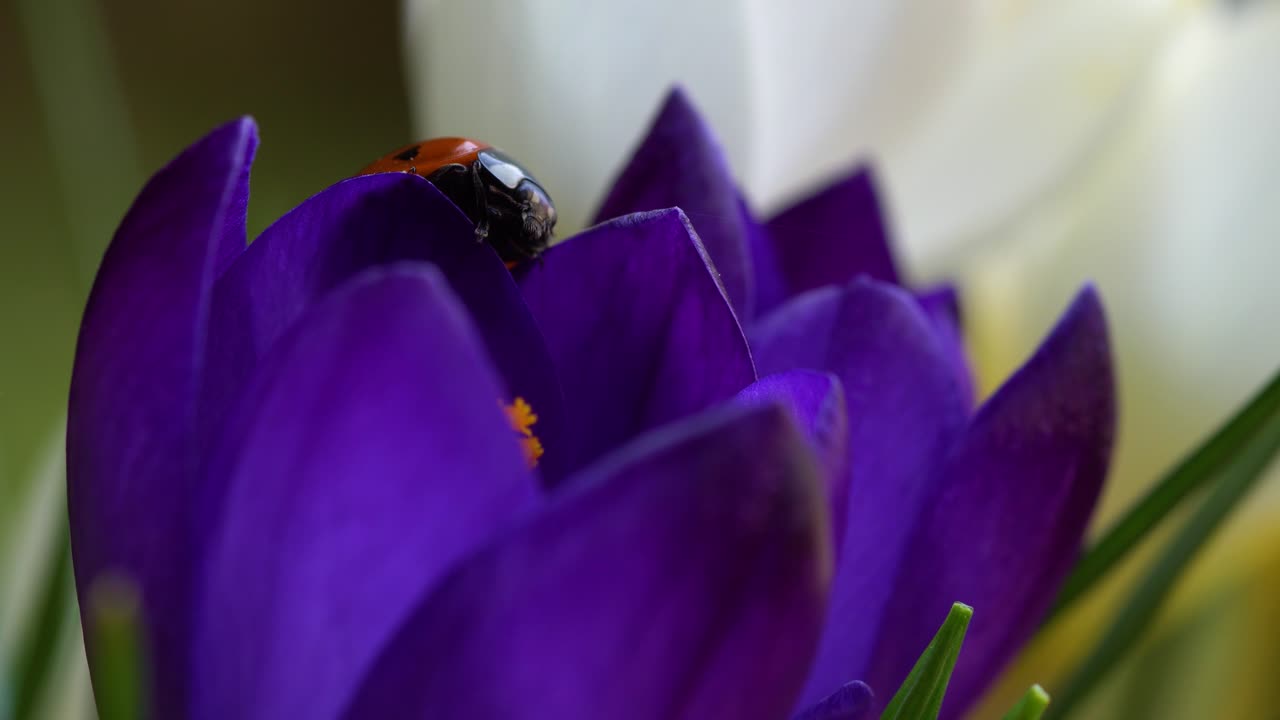 macro de pétalos violetas de azafrán de jardín con una mariquita