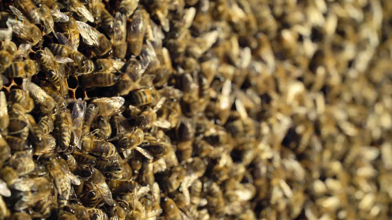 Beehive in the apiary. Bees collect nectar. Life inside the hive. Apiary concept. Close-up