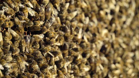 beehive in the apiary. bees collect nectar. life inside the hive. apiary concept. close-up