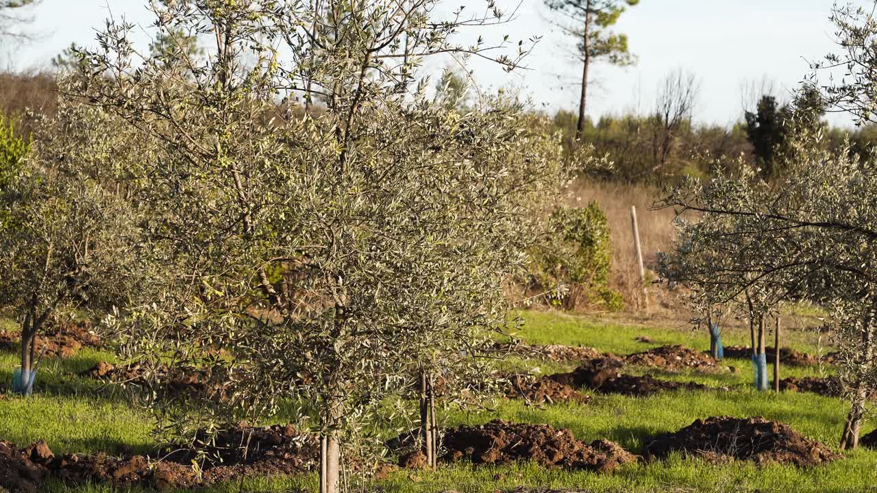 Primo piano di alcuni alberi di ulivo, i rami delicati degli alberi ondeggiano leggermente al vento, le tenere foglie verdi luccicano alla luce del sole della sera. Video 4K