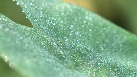 Dew-drops-fall-on-the-leaves-of-the-trees-in-winter