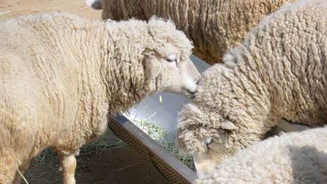 sheep feeding at a trough in a farm - close up