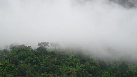thick fog at a rainforest moving fast to the left in sai yok, kanchanaburi, thailand