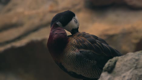 Eine-Nahaufnahme-Einer-Pfeifenden-Ente-Mit-Weißem-Gesicht,-Die-Sich-Putzt-Und-Ihre-Federn-Kräuselt