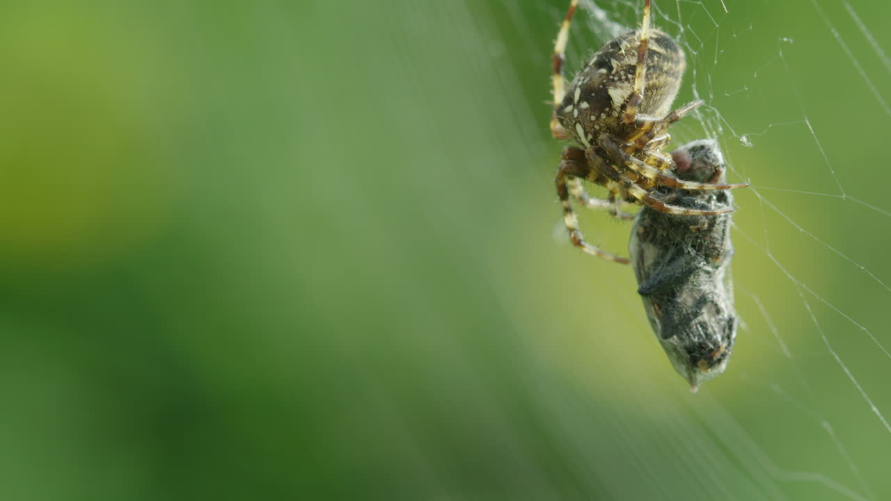 una araña en macro con una víctima envuelta