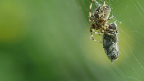 Eine-Spinne-Im-Makro-Mit-Einem-Eingewickelten-Opfer