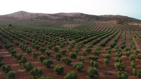 Green-trees-in-orchard-in-summer