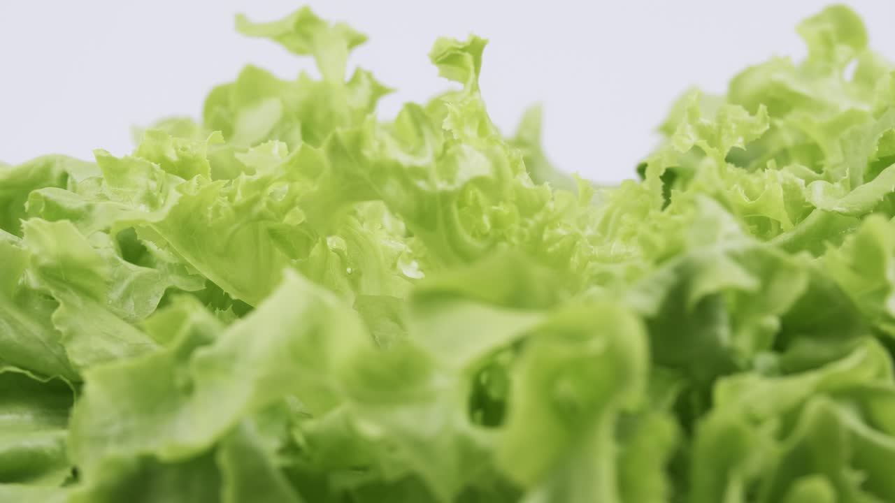 la lechuga fresca de roble verde plantada al estilo hidropónico está bellamente colocada y gira lentamente