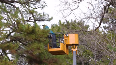 person safely pruning tree branches from elevated platform