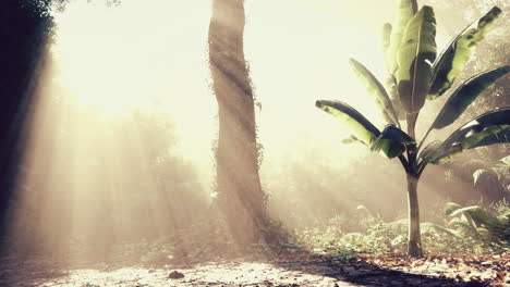 sunlight streaming through trees illuminating banana plants in a lush forest