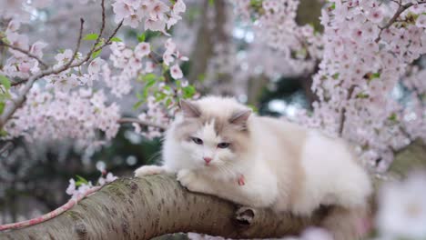 a little cat hides on a cherry blossom tree in spring